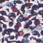 Ein Businesshemd im Print Muster in der Farbe Blau